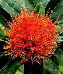Red Doryanthes Flower Seeds