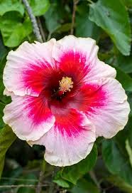 Pink Hibiscus Flower Seeds White