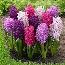 Hyacinth Flower Seeds Exotic