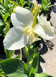 White Canna Edulis Flower Flower Seeds - Heirloom Non GMO High Germination Organic Garden Planting Seeds