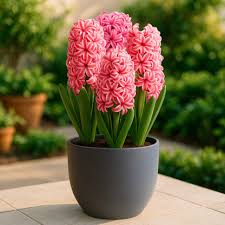 Pink Hyacinth Flower Seeds