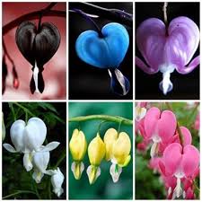 Bleeding Heart Flowers Flower Seeds - Heirloom Non GMO High Germination Organic Garden Planting Seeds