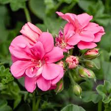 Pink Geranium Flower Seeds