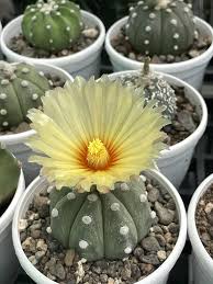 Yellow Astrophytum Flower Flower Seeds - Heirloom Non GMO High Germination Organic Garden Planting Seeds