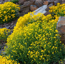 Yellow Cress Aubrieta Flower Seeds Exotic Flowering Plants for Colorful Backyard Beauty Heirloom Non-GMO Seeds for...