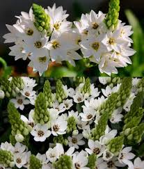 ORNITHOGALUM FLOWER SEEDS