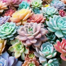 Sempervivum Flower Seeds