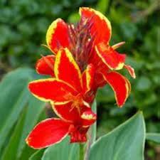 Red Canna Flower Seeds Yellow