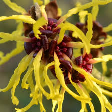 Yellow Hazel Flower Flower Seeds - Heirloom Non GMO High Germination Organic Garden Planting Seeds