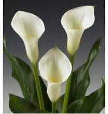 Calla Lilly Flower Seeds - Heirloom, Non-GMO, High Germination Flower Seeds for Planting