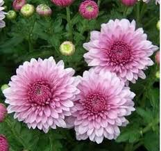 Pink Chrysanthemum Flower Seeds