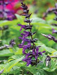 Purple Salvia Leucantha Flower Seeds Exotic Flowering Plants for Colorful Backyard Beauty | Heirloom Non-GMO Premium...