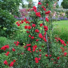 Red Rosa Banksia Flower Seeds - Heirloom Non GMO High Germination Flower Seeds for Planting