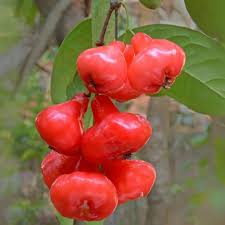 Pink Rose Apple Fruit Seeds