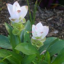 Green Curcuma Flower Seeds