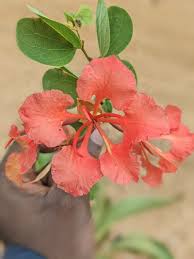 Red Bauhinia Galpinii Orchid Flower Seeds Easy Grow Blossoms for Home Garden Decoration Heirloom Non-GMO Seeds...