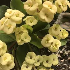 Yellow Crown Thorns Flower Seeds for Planting | Heirloom Non-GMO High Germination Organic Garden Seeds Easy Grow