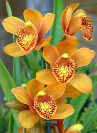 Orange Blooming Giant Orchid Flower Flower Seeds - Heirloom Non GMO High Germination Organic Garden Planting Seeds