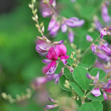 Lespedeza Flower Seeds