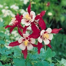 Pink Columbine Flower Seeds