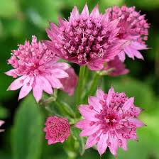 Pink Astrantia Flower Flower Seeds - Heirloom Non GMO High Germination Organic Garden Planting Seeds