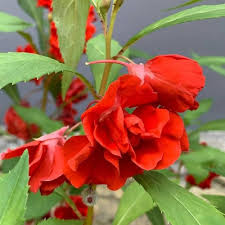 Balsam Flower Seeds Premium Floral Seeds Heirloom Non-GMO Premium Organic Garden Seeds