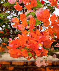 Orange Bougainvillea Flower Seeds Premium Floral Seeds Decorative Outdoor Landscapes