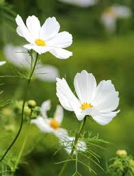 White Coulteri Flower Seeds - Heirloom Non GMO High Germination Flower Seeds for Home Garden Planting