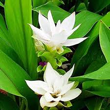 Green Curcuma Flower Seeds