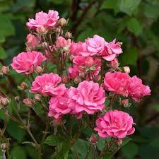 Pink Miniature Rose Plant Light Fresh