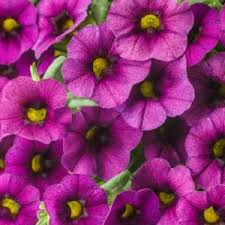 Purple Calibrachoa Flower Seeds