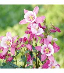 Pink Aquilegia Flower Seeds