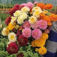 Mixed Chrysanthemum Flower Seeds