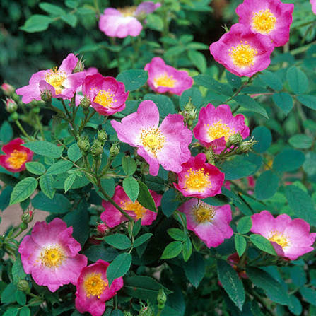 Canina Flower Seeds
