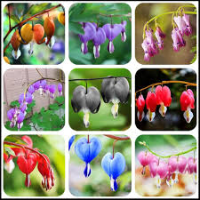 Mixed Bleeding Heart Flower Seeds Rare Blooming Plants Balcony and Patio Gardening Heirloom Non-GMO Seeds for Planting