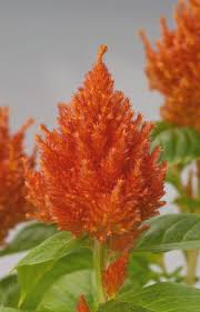 Orange Celosia Flower Seeds for Planting Heirloom Non-GMO High Germination Organic Garden Seeds Colorful Blooms -