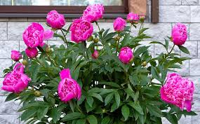 Pink Perennial Peony Flower Seeds