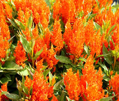 Orange Celosia Flower Seeds for Planting Heirloom Non-GMO High Germination Organic Garden Seeds Colorful Blooms -