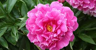 Pink Perennial Peony Flower Seeds for Planting Heirloom Non-GMO High Germination Organic Garden Seeds - Heirloom Non GMO