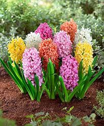 Hyacinth Flower Seeds Exotic