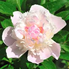 Pink Pale Peony Flower Seeds