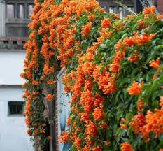 Orange Chamaelaucium Flower Seeds for Planting Heirloom Non-GMO High Germination Organic Garden Seeds - Heirloom Non