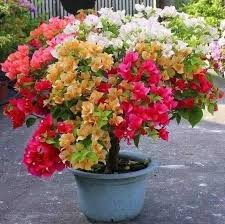 Mixed Bougainvillea Flower Seeds