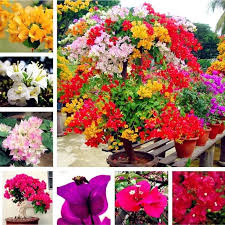 Mixed Bougainvillea Flower Seeds Premium Floral Seeds Decorative Outdoor Landscapes Heirloom Non-GMO Seeds for Planting