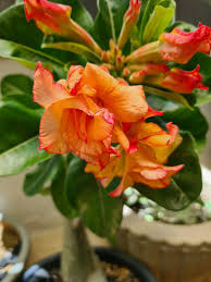 Red Adenium Obesum Flower Seeds Yellow Heirloom Non GMO High Germination Organic Garden Seeds Seeds for Planting - Heirl