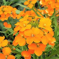 Orange Cheiranthus Cheirii Flower Seeds