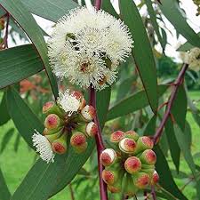 Eucalyptus Flower for Planting Heirloom Non-GMO High Germination Organic Garden for Colorful Landscapes Seeds - Heirlo