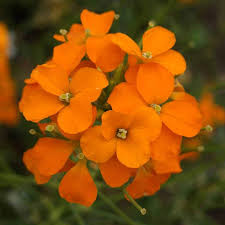 Orange Cheiranthus Allionii Flower Seeds Planting Non-GMO - Heirloom Non GMO Premium Garden Seeds for Planting