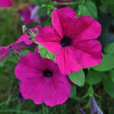 Pink Petunia Flower Seeds