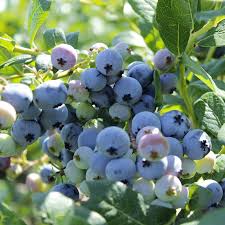 southern highbush blueberries fruit for planting grow delicious in your own garden Fruit seeds